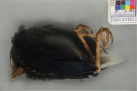 臺灣藍鵲藏品圖，第4張